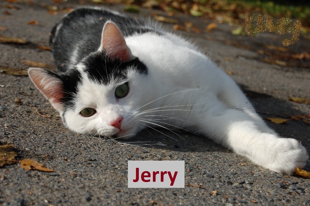 Jerry de kat